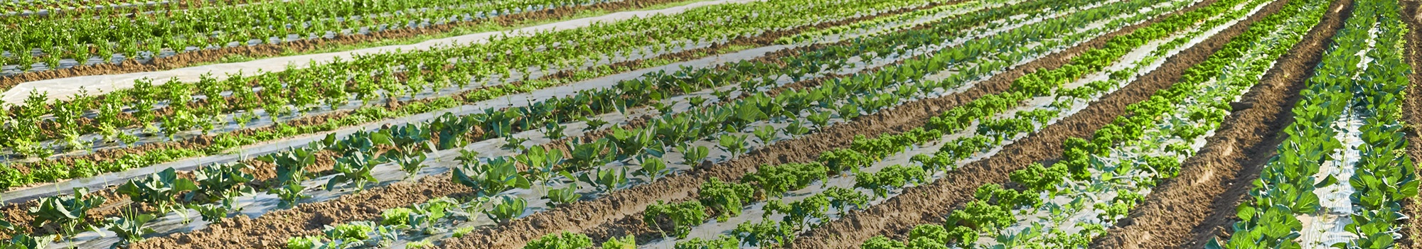 cabeceras-sprpackaging-Mulch-Films-&-Row-covers.jpg