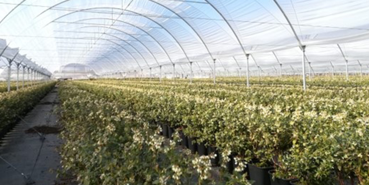floricultura-png.png