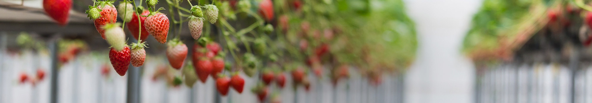 cabcera-berries.jpg