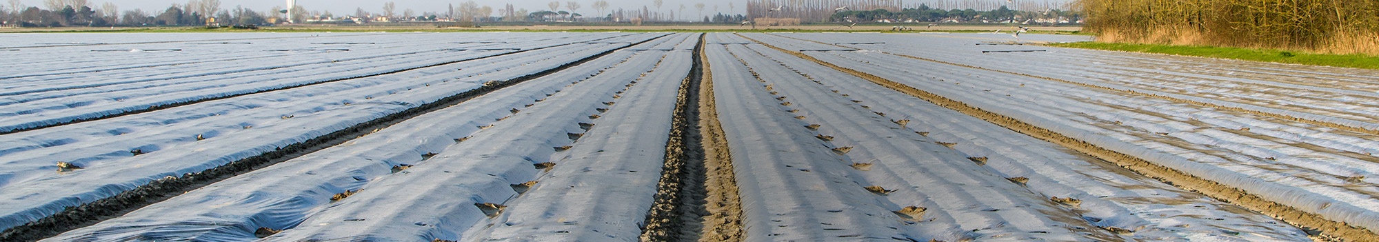 biodegradable-mulch.jpg
